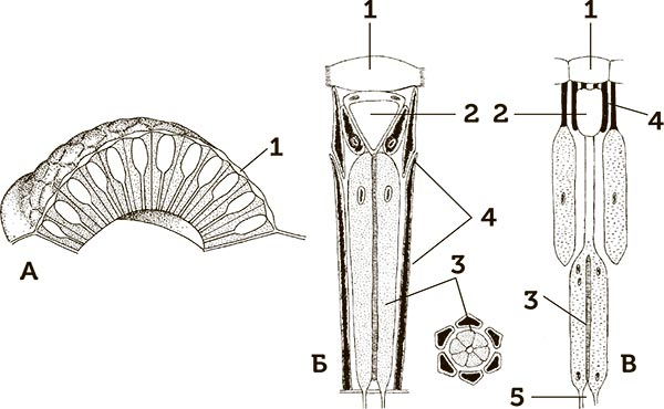 Иллюстрация к книге — Увлекательная анатомия [i_054.jpg]