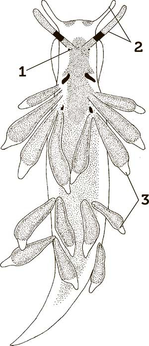 Иллюстрация к книге — Увлекательная анатомия [i_055.jpg]