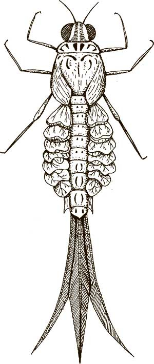 Иллюстрация к книге — Увлекательная анатомия [i_056.jpg]