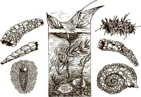 Иллюстрация к книге — Увлекательная анатомия [i_057.jpg]