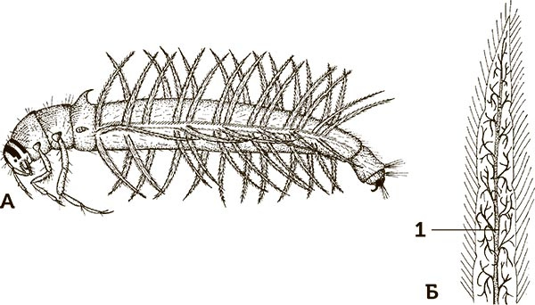 Иллюстрация к книге — Увлекательная анатомия [i_058.jpg]