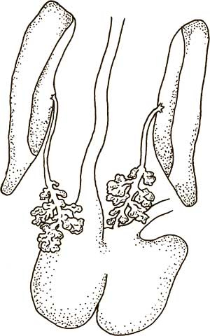 Иллюстрация к книге — Увлекательная анатомия [i_061.jpg]