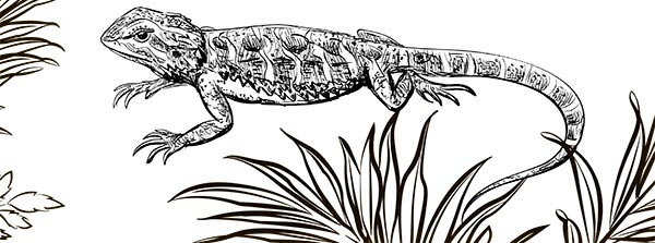 Иллюстрация к книге — Увлекательная анатомия [i_065.jpg]