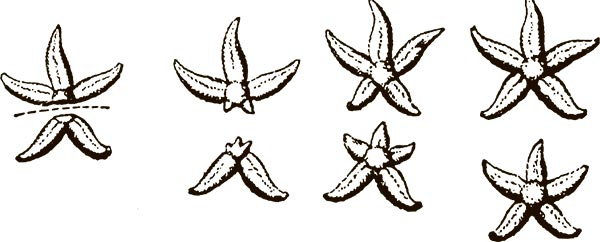 Иллюстрация к книге — Увлекательная анатомия [i_067.jpg]