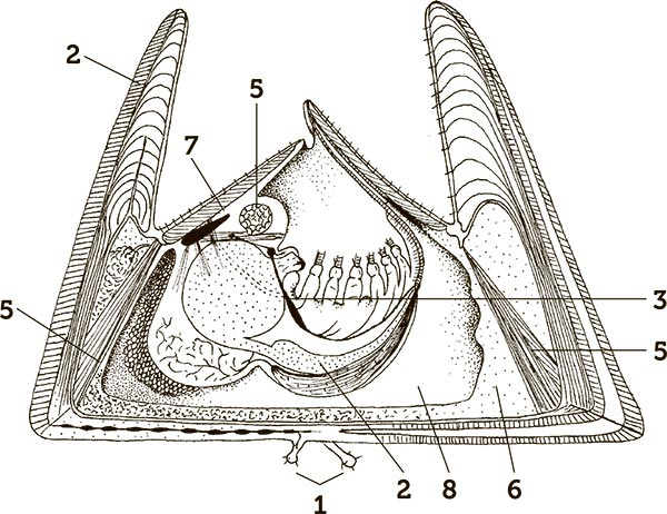 Иллюстрация к книге — Увлекательная анатомия [i_071.jpg]