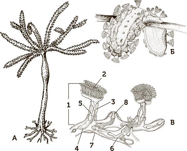 Иллюстрация к книге — Увлекательная анатомия [i_072.jpg]