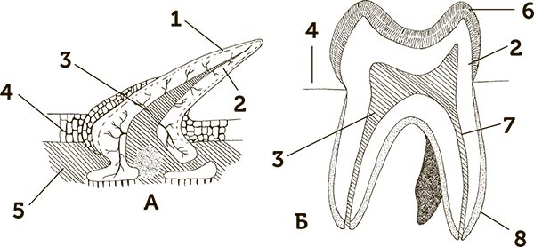 Иллюстрация к книге — Увлекательная анатомия [i_076.jpg]