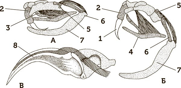 Иллюстрация к книге — Увлекательная анатомия [i_079.jpg]