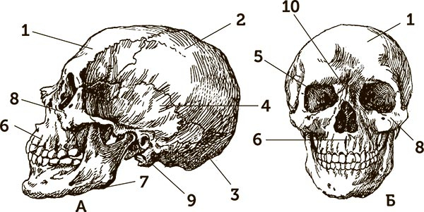 Иллюстрация к книге — Увлекательная анатомия [i_086.jpg]