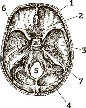 Иллюстрация к книге — Увлекательная анатомия [i_087.jpg]