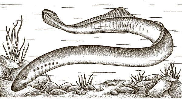 Иллюстрация к книге — Увлекательная анатомия [i_088.jpg]