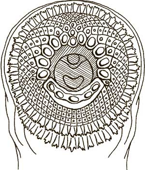 Иллюстрация к книге — Увлекательная анатомия [i_089.jpg]