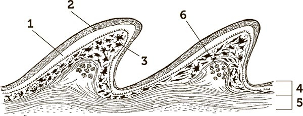 Иллюстрация к книге — Увлекательная анатомия [i_090.jpg]