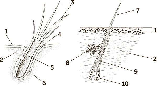 Иллюстрация к книге — Увлекательная анатомия [i_092.jpg]