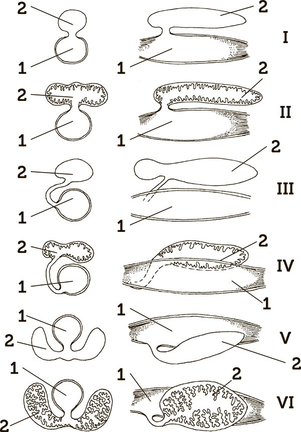 Иллюстрация к книге — Увлекательная анатомия [i_093.jpg]