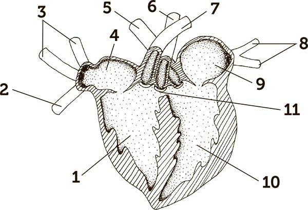 Иллюстрация к книге — Увлекательная анатомия [i_095.jpg]