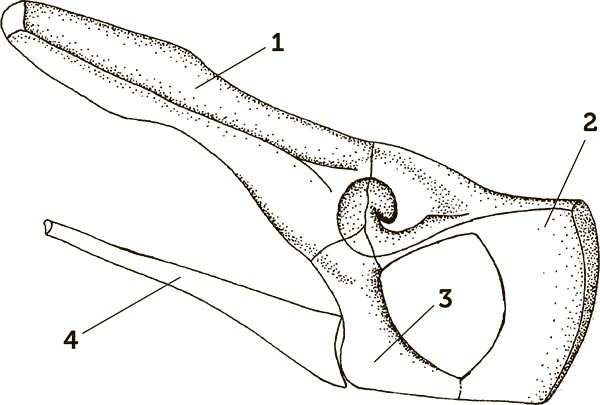 Иллюстрация к книге — Увлекательная анатомия [i_096.jpg]