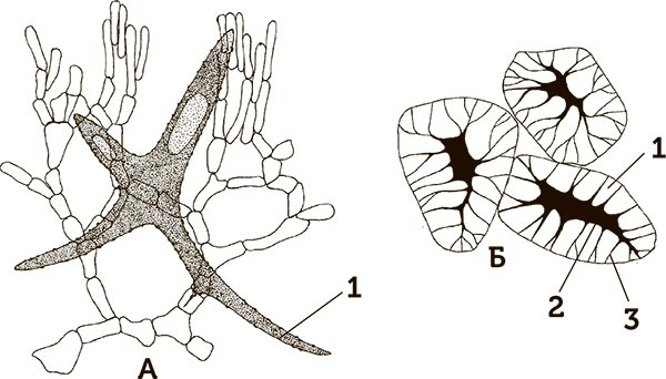Иллюстрация к книге — Увлекательная анатомия [i_099.jpg]