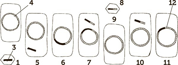 Иллюстрация к книге — Увлекательная анатомия [i_101.jpg]
