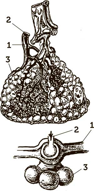 Иллюстрация к книге — Увлекательная анатомия [i_102.jpg]