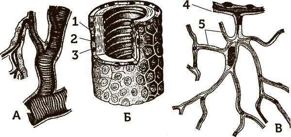 Иллюстрация к книге — Увлекательная анатомия [i_103.jpg]