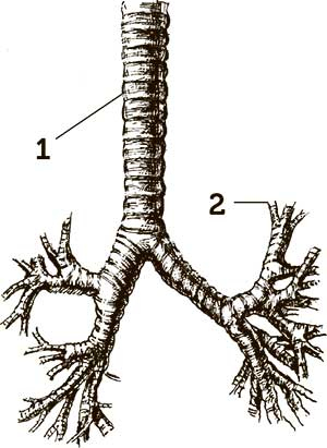 Иллюстрация к книге — Увлекательная анатомия [i_104.jpg]