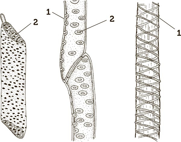 Иллюстрация к книге — Увлекательная анатомия [i_105.jpg]