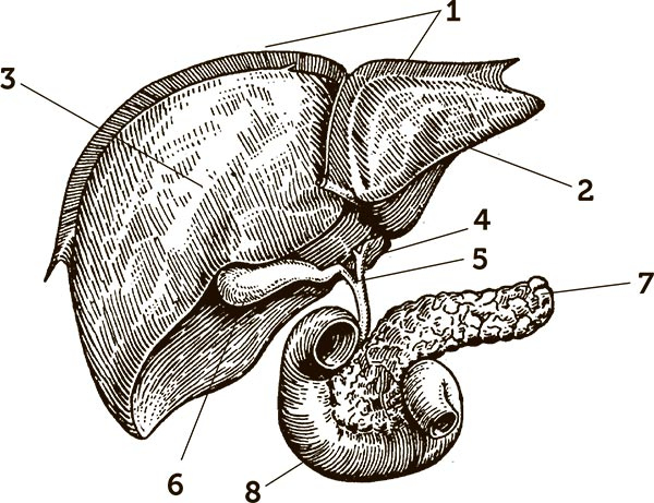 Иллюстрация к книге — Увлекательная анатомия [i_107.jpg]