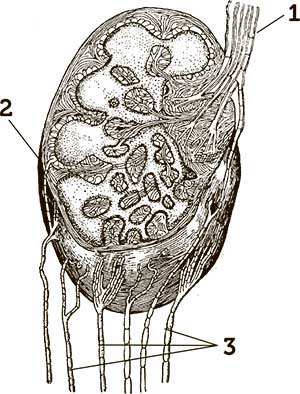 Иллюстрация к книге — Увлекательная анатомия [i_110.jpg]