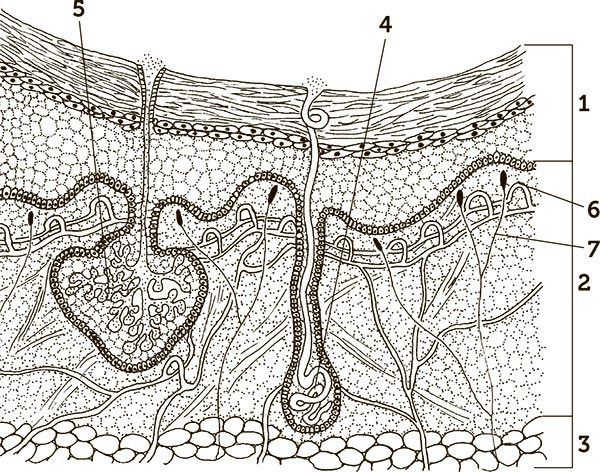 Иллюстрация к книге — Увлекательная анатомия [i_111.jpg]