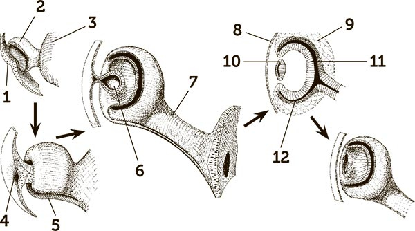 Иллюстрация к книге — Увлекательная анатомия [i_112.jpg]