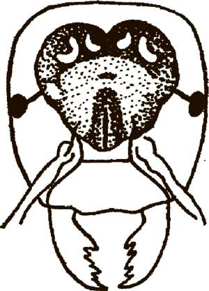 Иллюстрация к книге — Увлекательная анатомия [i_113.jpg]