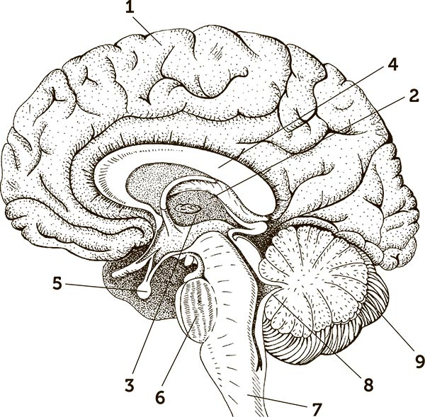 Иллюстрация к книге — Увлекательная анатомия [i_114.jpg]