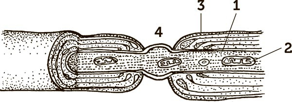 Иллюстрация к книге — Увлекательная анатомия [i_116.jpg]