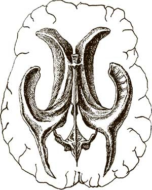 Иллюстрация к книге — Увлекательная анатомия [i_118.jpg]
