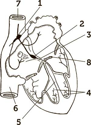 Иллюстрация к книге — Увлекательная анатомия [i_121.jpg]