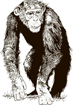 Иллюстрация к книге — Увлекательная анатомия [i_122.jpg]