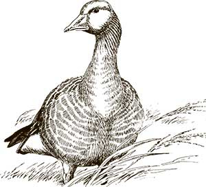 Иллюстрация к книге — Увлекательная анатомия [i_123.jpg]