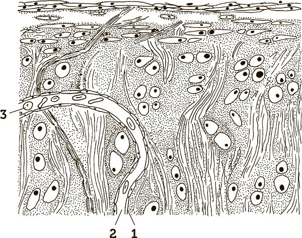 Иллюстрация к книге — Увлекательная анатомия [i_124.jpg]