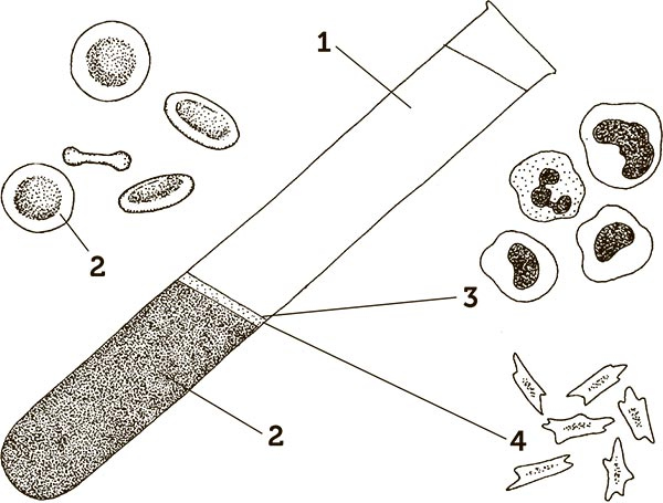 Иллюстрация к книге — Увлекательная анатомия [i_125.jpg]