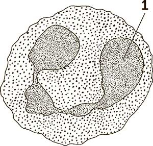 Иллюстрация к книге — Увлекательная анатомия [i_127.jpg]