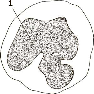 Иллюстрация к книге — Увлекательная анатомия [i_128.jpg]