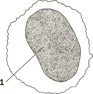 Иллюстрация к книге — Увлекательная анатомия [i_129.jpg]