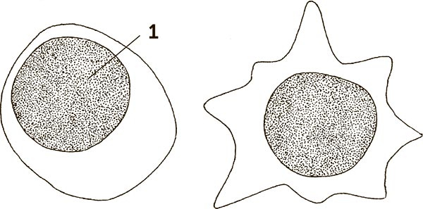 Иллюстрация к книге — Увлекательная анатомия [i_130.jpg]