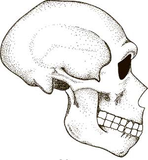 Иллюстрация к книге — Увлекательная анатомия [i_132.jpg]