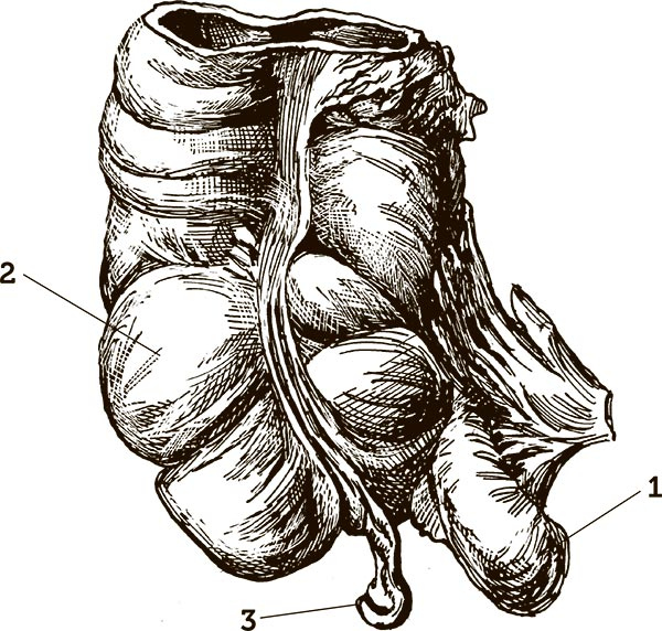 Иллюстрация к книге — Увлекательная анатомия [i_133.jpg]