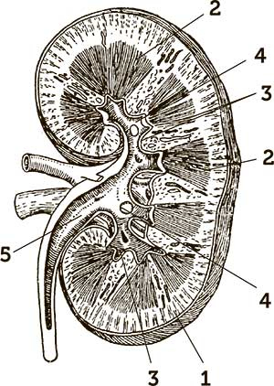 Иллюстрация к книге — Увлекательная анатомия [i_135.jpg]