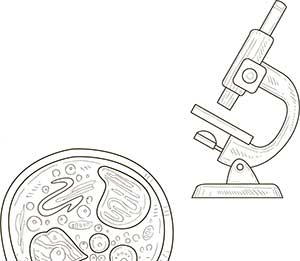 Иллюстрация к книге — Увлекательная анатомия [i_136.jpg]