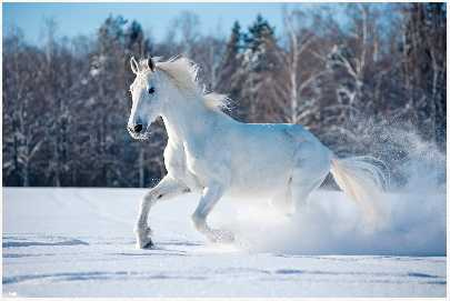 Иллюстрация к книге — Маленькая хозяйка замка Шгрив [i_013.jpg]