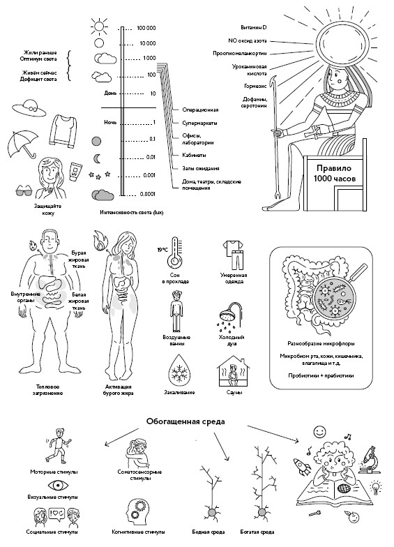 Иллюстрация к книге — Воля к жизни. Как использовать ресурсы здоровья по максимуму [i_123.jpg]